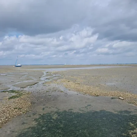 Seeschwalbe B * Sehestedt (Lower-Saxony)