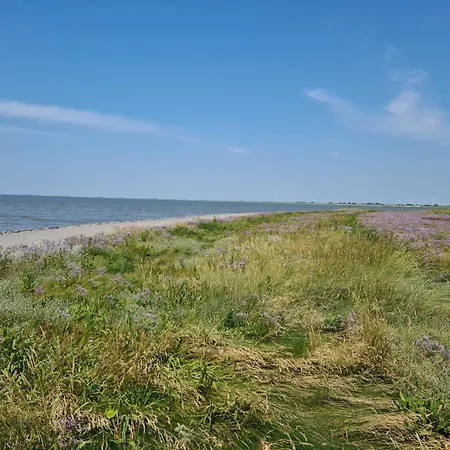 Seeschwalbe B * Sehestedt (Lower-Saxony)